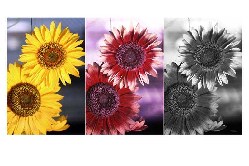 davidhazy-sunflower-#40011