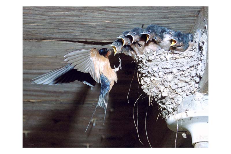 davidhazy-swallows-5#40012