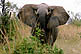 [African elephant in Serengeti]