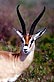 [Serengeti Thomson's gazelle buck]