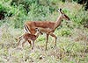 [African gazelle doe and fawn]