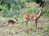 [Thomson's gazelle doe and fawn]