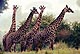 [4 giraffes]