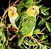 [caique parrots as they look by tungsten light]