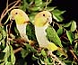 [caique parrots as they look by tungsten light]