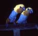 [caique parrots as they fluoresce when illuminated by uv energy]