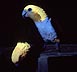 [caique parrots as they fluoresce when illuminated by uv energy]