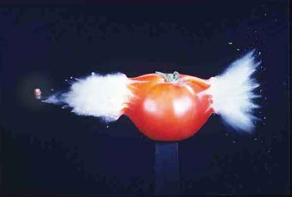 tomato-1