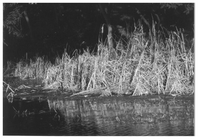 [Laguna de los Patos]