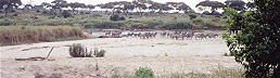Zebra crossing in Serengeti