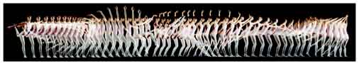 [Stroboscopic photograph of dancer in motion]