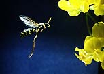 [wasp in flight seen with high speed photography]