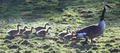 [Canada goose and chicks backlit]