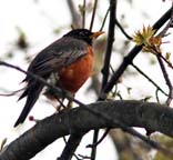 [robin bird resting in tree]