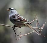 [white crowned sparrow]