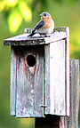 bluebird chick on nest box
