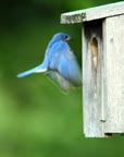 bluebird arriving at nest