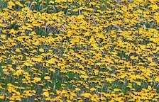 field of dandelions