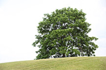 lone tree summer
