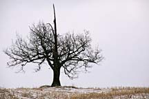 [A single solitary tree in Winter]