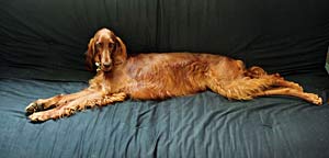 Irish setter lounging on couch