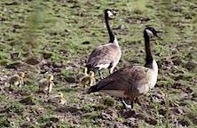 [hissing Canada goose with chicks]