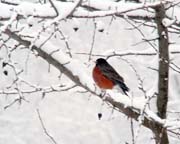 [Robin waiting for Spring]