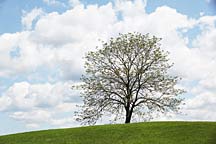 lone tree in spring