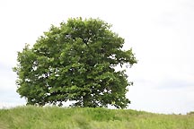 lone tree in summer