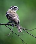 Sparrow on perch