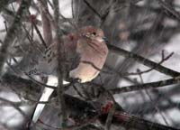 [a mourning dove puffs up against the cold]