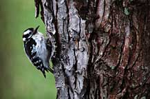 [woodpecker]
