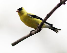Yellow Finch on perch