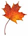 [Autumn or Fall maple leaf]
