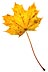 [Autumn or Fall maple leaf]
