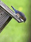 Bluebird at nest
