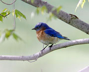 Bluebird chick - young