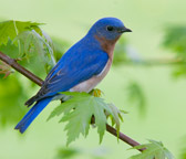Bluebird showing off