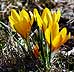 [crocus in spring]