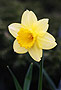 [daffodil in spring]