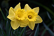 [daffodil in spring]