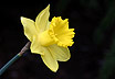 [daffodil in spring]