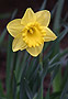 [daffodil in spring]