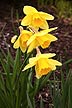 [daffodil in spring]