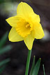 [daffodil in spring]