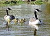 [Canada geese and goslings]
