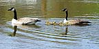 [Canada geese and goslings]
