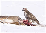 [Hawk in Field]
