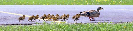 Duck with 12 ducklings on the move