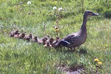 12 ducklings follow mother duck